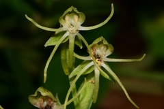 Habenaria