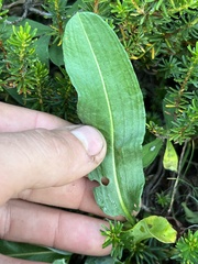 Bistorta bistortoides