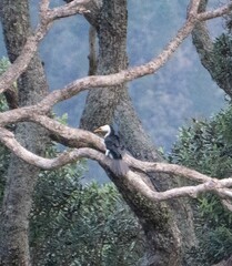 Microcarbo melanoleucos