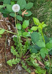 Taraxacum erythrospermum