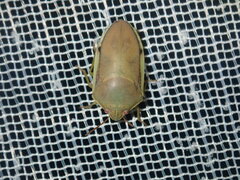 Coleotichus costatus