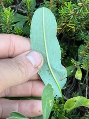 Bistorta bistortoides