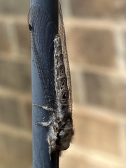 Ululodes macleayanus