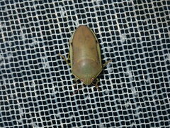 Coleotichus costatus