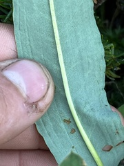 Bistorta bistortoides