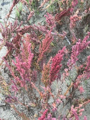 Suaeda maritima