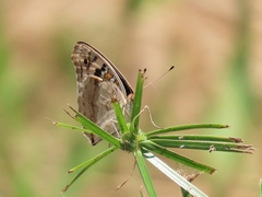 Junonia orithya