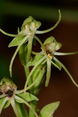 Habenaria