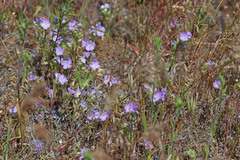 Phacelia linearis