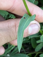 Bistorta bistortoides