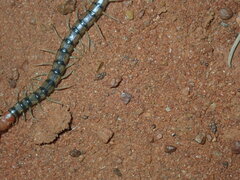 Scolopendra morsitans