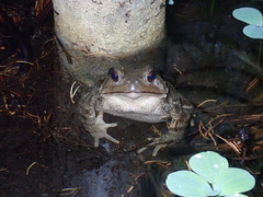 Bufo bankorensis