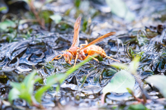Polistes apachus texanus