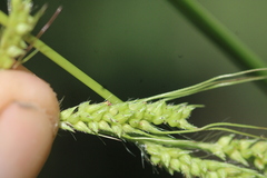 Echinochloa muricata