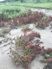 Suaeda maritima