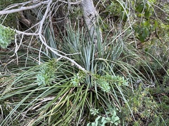 Xerophyllum tenax