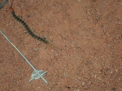 Scolopendra morsitans