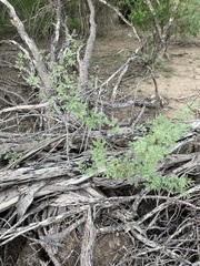 Vachellia schaffneri bravoensis