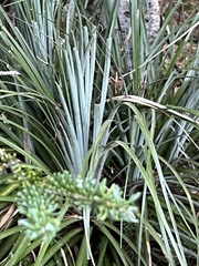 Xerophyllum tenax