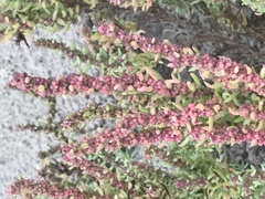 Suaeda maritima