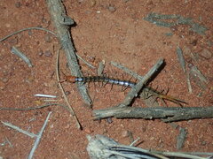 Scolopendra morsitans