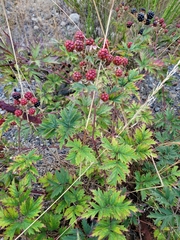 Rubus laciniatus