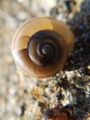 Cahuillus indioensis