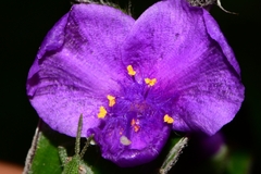 Tradescantia crassifolia