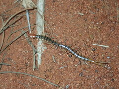 Scolopendra morsitans
