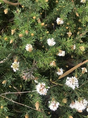 Grevillea crithmifolia