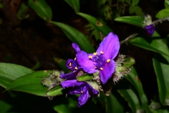 Tradescantia crassifolia