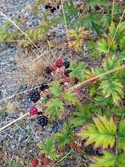 Rubus laciniatus