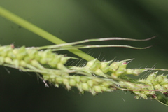Echinochloa muricata