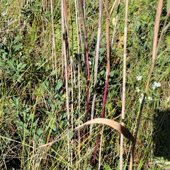 Phragmites australis americanus