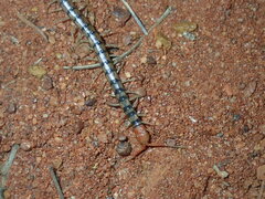 Scolopendra morsitans