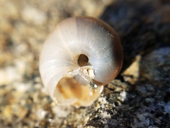 Cahuillus indioensis