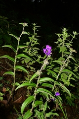 Tradescantia crassifolia