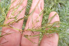 Zannichellia palustris