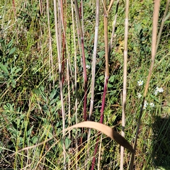 Phragmites australis americanus