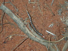 Scolopendra morsitans