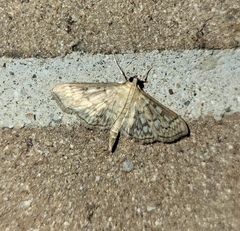 Herpetogramma