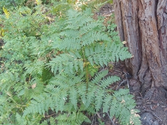 Pteridium aquilinum pubescens