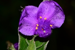 Tradescantia crassifolia