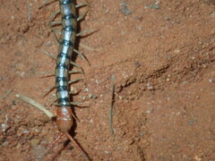 Scolopendra morsitans
