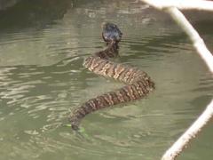 Agkistrodon piscivorus
