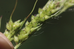 Echinochloa muricata