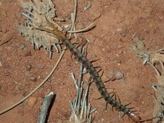 Scolopendra morsitans
