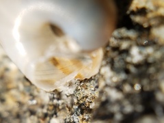 Cahuillus indioensis