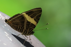 Colobura dirce