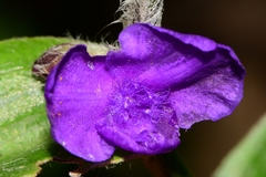 Tradescantia crassifolia
